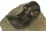 Paralejurus Trilobite Fossil - Flying Preparation #189868-4